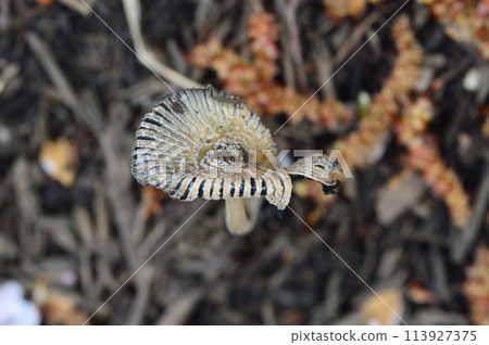 Tama Hachioji Naganuma Park in spring looks like this 113927375