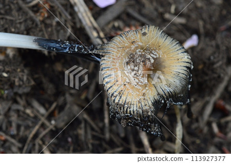 Tama Hachioji Naganuma Park in spring looks like this 113927377