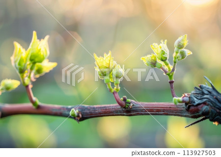 Young grapevine buds bloom on a sunny spring morning 113927503