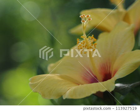 Yellow hibiscus 113927519