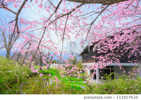 [田淵幸雄紀念] 春天盛開[百樂櫻] 113927610