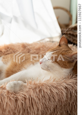 A cat relaxing by the window Brown tiger white 113927667