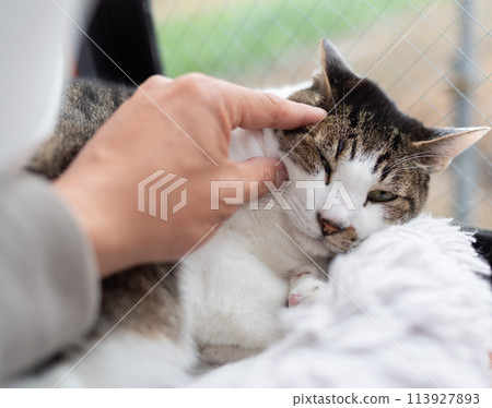 Kijitora cat stroking a cat 113927893