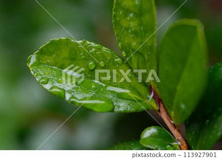 Leaves wet with rain 113927901