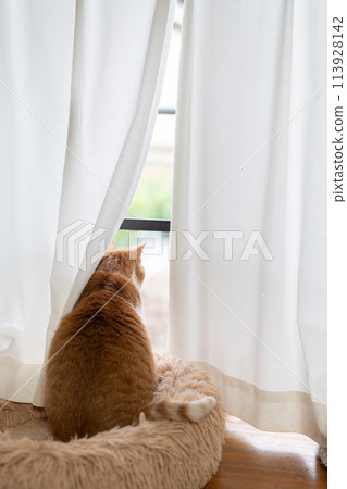 A cat staring out the window Brown tiger white 113928142