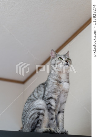 The staring cat, the Sabatra cat 113928274