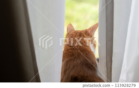 A cat staring out the window Brown tiger white 113928279