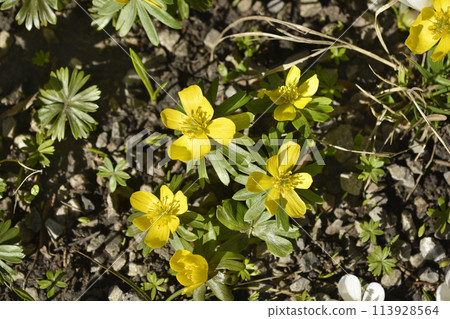 Winter aconite Winter aconite 113928564