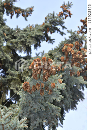 Colorado blue spruce Colorado blue spruce 113928566