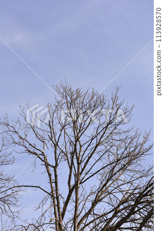 Common horse chestnut 113928570