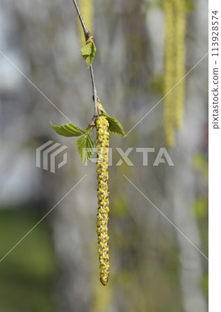 Common birch Common birch 113928574