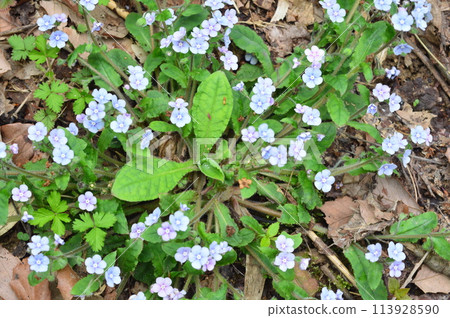 Spring plants in Naganuma Park 113928590