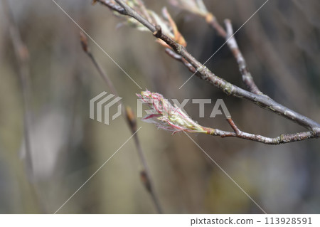 Juneberry Juneberry 113928591