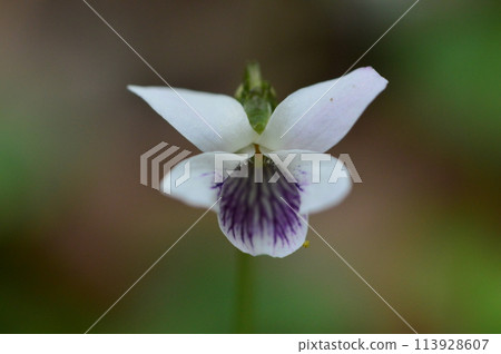 Spring plants in Naganuma Park Spring plants in Naganuma Park 113928607