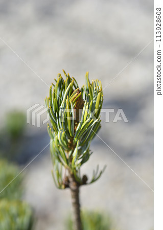 Japanise White Pine Blue Angel 113928608