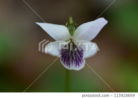 Spring plants in Naganuma Park Spring plants in Naganuma Park 113928609