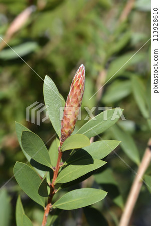 Weeping bottlebrush Inferno 113928610