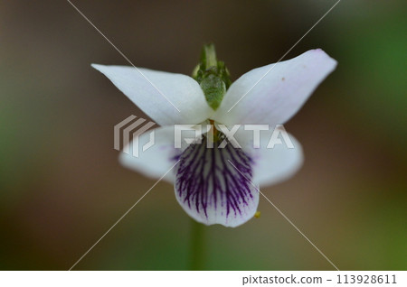 Spring plants in Naganuma Park Spring plants in Naganuma Park 113928611