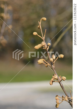 Empress tree Empress tree 113928622