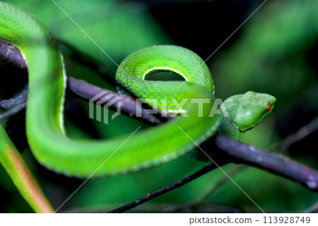 Vivid Green Chinese Tree Viper in Natural Habitat. 113928749