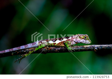 Vibrant Yellow-mouthed Japalura in Wulai District. Vibrant Yellow-mouthed Japalura in Wulai District. 113928753