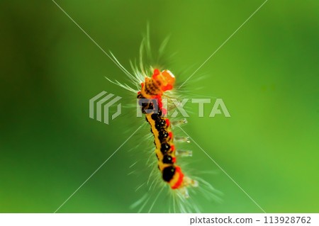 Vibrant Tussock Moth Larvae in Natural Habitat. Vibrant Tussock Moth Larvae in Natural Habitat. 113928762