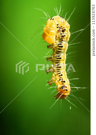 Vibrant Tussock Moth Larvae in Natural Habitat. Vibrant Tussock Moth Larvae in Natural Habitat. 113928763