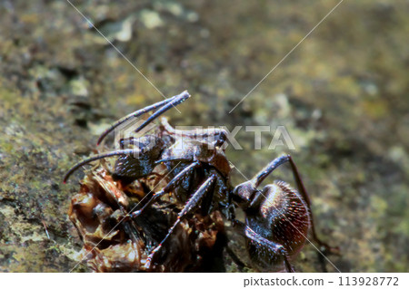 Detailed Close-Up of Polyrhachis Dives Ant in Natural Habitat. Detailed Close-Up of Polyrhachis Dives Ant in Natural Habitat. 113928772