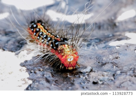 Vibrant Tussock Moth Larvae in Natural Habitat. 113928773