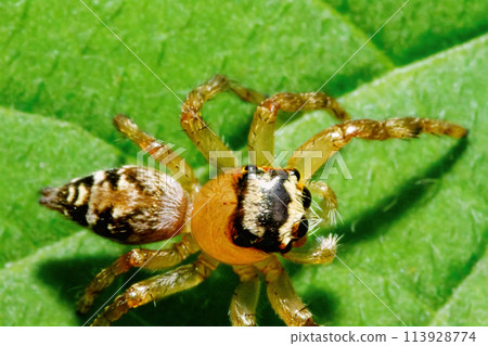 Detailed Close-Up of Plexippus Paykulli in Natural Habitat. Detailed Close-Up of Plexippus Paykulli in Natural Habitat. 113928774