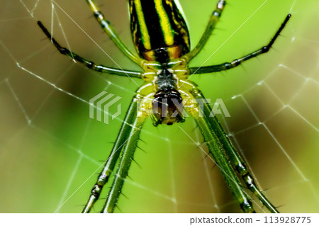 Elegant Leucauge Magnifica Spider in Natural Habitat. Elegant Leucauge Magnifica Spider in Natural Habitat. 113928775