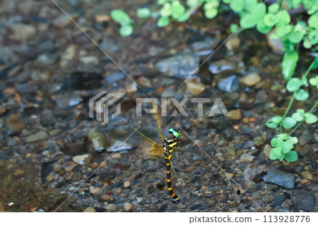Anotogaster Klossi Dragonfly in Natural Habitat. Anotogaster Klossi Dragonfly in Natural Habitat. 113928776