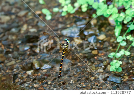 Anotogaster Klossi Dragonfly in Natural Habitat. Anotogaster Klossi Dragonfly in Natural Habitat. 113928777