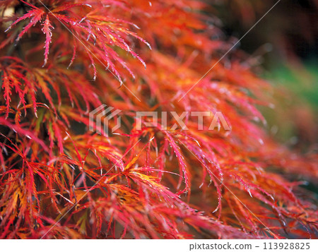 Weeping maple with bright red leaves Weeping maple with bright red leaves 113928825