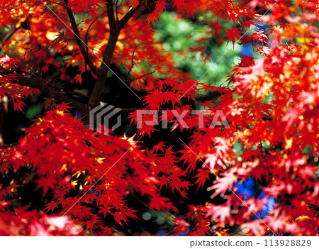 紅色的楓樹 紅色的楓樹 113928829