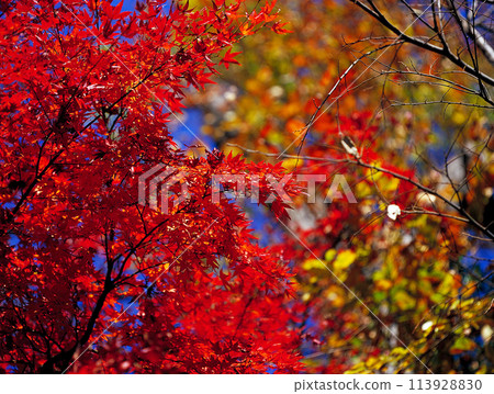 紅色的楓樹 紅色的楓樹 113928830