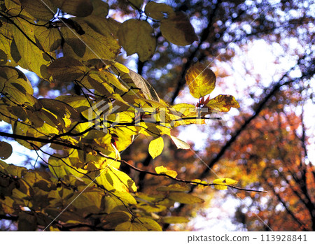 Yellow leaves before falling in the evening sun Yellow leaves before falling in the evening sun 113928841