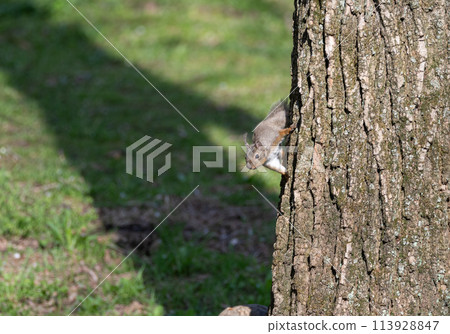 日本松鼠爬樹 113928847