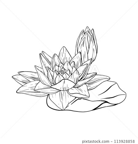 Buds Lotus and leaves in line art style. Black outline vector Illustration tropical Water Lily and Leaves. Hand Drawn Sketch Flowers for invitations, print and design 113928858