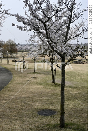 櫻花盛開的公園 113928933