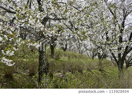 Park where cherry blossoms bloom 113928934