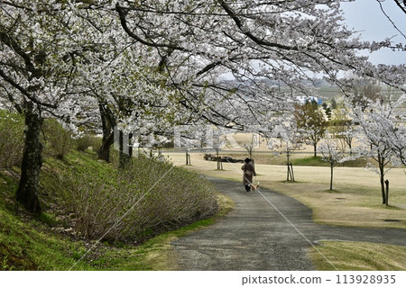 櫻花盛開的公園 113928935