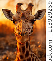 giraffe at sunset 113929259