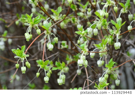 This is what the town along the Tama Hills looks like. 113929448