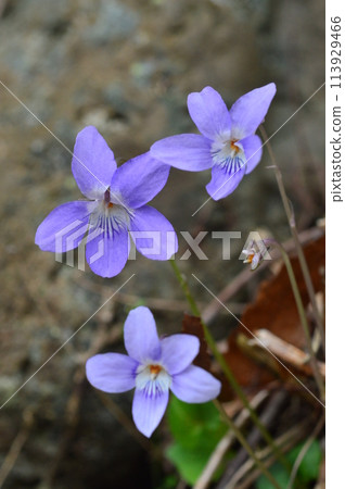 這就是多摩山丘沿岸小鎮的樣子 這就是多摩山丘沿岸小鎮的樣子 113929466