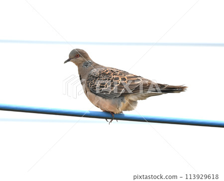 Pheasant pigeon staying on the wire 113929618