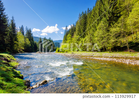 river flows through the valley of carpathian mountains. shallow water reveals stones. synevyr national park of ukraine. beautiful landscape in spring on an sunny morning river flows through the valley of carpathian mountains. shallow water reveals stones. synevyr national park of ukraine. beautiful landscape in spring on an sunny morning 113929917