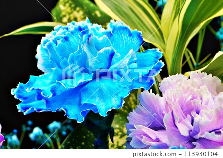 美麗的藍色和紫色多彩康乃馨花束 113930104