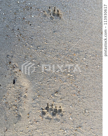 Footprints on the sand on the beach, closeup of photo Footprints on the sand on the beach, closeup of photo 113930617