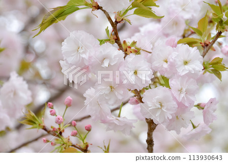 雙櫻花 雙櫻花 113930643